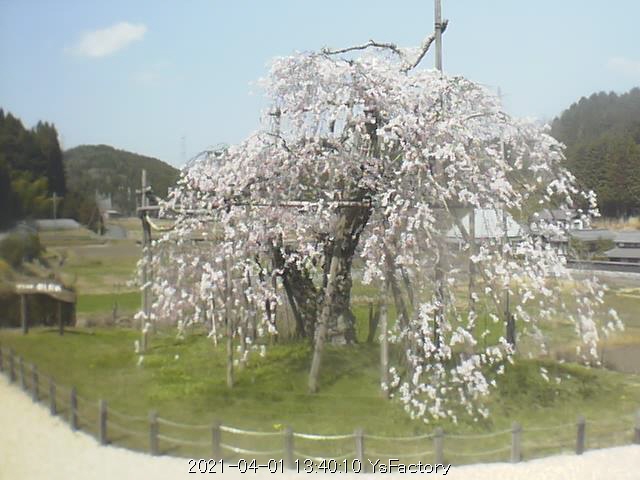 畑しだれ桜ライブ